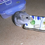 ブロッコリーを食べるコーキ