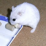 ハム用チーズを食べるましろ