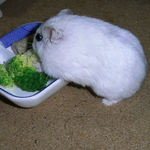 ブロッコリーを食べるましろ