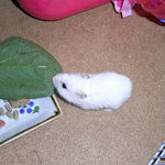 小松菜を食べるアイ