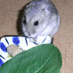 煮干を食べるコーキ