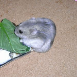 小松菜を食べるコーキ