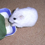 乾燥キャベツを食べるましろ