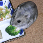 ブロッコリーを食べるコーキ