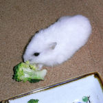 ブロッコリーを食べるアイ