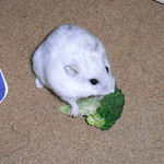 ブロッコリーを食べるましろ