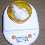 アイは体重が増えました