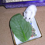 小松菜を食べるアイ