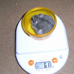 コーキは体重が増えてしまいました