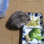 ブロッコリーを食べるコーキ