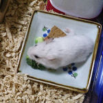 ブロッコリーを食べるアイ