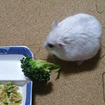 ブロッコリーを食べるましろ