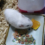 かぼちゃを食べるアイ