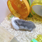 ましろを追いかけるコーキ