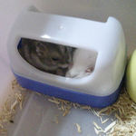 コーキとましろ