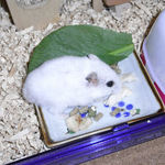 蒸鶏ささみを食べるアイ