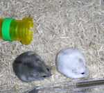 粟の穂を食べるコーキとましろ