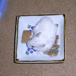 かじりんぼーを食べるアイ