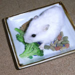 ブロッコリーを食べるアイ