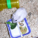 ブロッコリーを食べるましろ