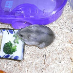 ブロッコリーを食べるコーキ