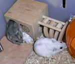 ケージから出てきた、コーキとましろ