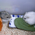 チーズを食べる、コーキとましろ