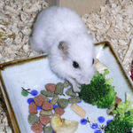 ブロッコリーを食べるアイ