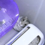 妙なところにはまっているコーキ