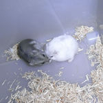 コーキとましろ