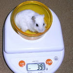 アイは体重が減少