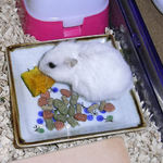 かぼちゃをたべるアイ