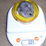 コーキは少し、体重が減りました