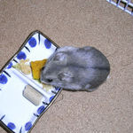 かぼちゃをたべるコーキ