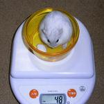 ましろは体重減少