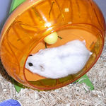 まわし車を回すましろ