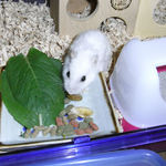 ペレット団子を食べるアイ