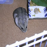 近寄ってくるコーキ