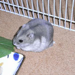 小松菜を食べるコーキ