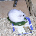 小松菜を食べるましろ