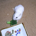 ブロッコリーを食べるアイ