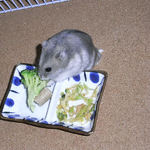 ブロッコリーを食べるコーキ