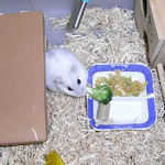 ブロッコリーを食べているましろ