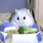 ブロッコリーを食べるましろ(アップ)