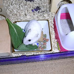 小松菜を食べるアイ