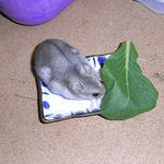 エサ皿に近寄るコーキ