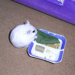 小松菜を食べるましろ