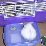 コーキとましろ