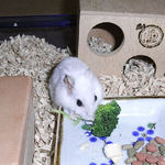 ブロッコリーを食べるアイ