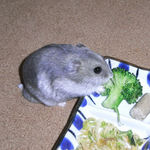 ブロッコリーを食べるコーキ